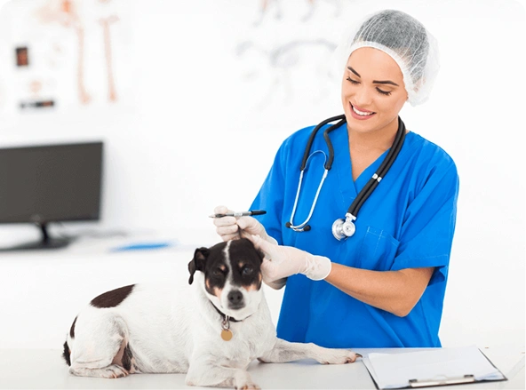 Bachelor of Veterinary Science
